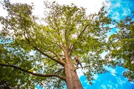 Professional Tree Services in Kamiah, ID